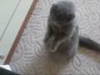 Кошачий отжиг